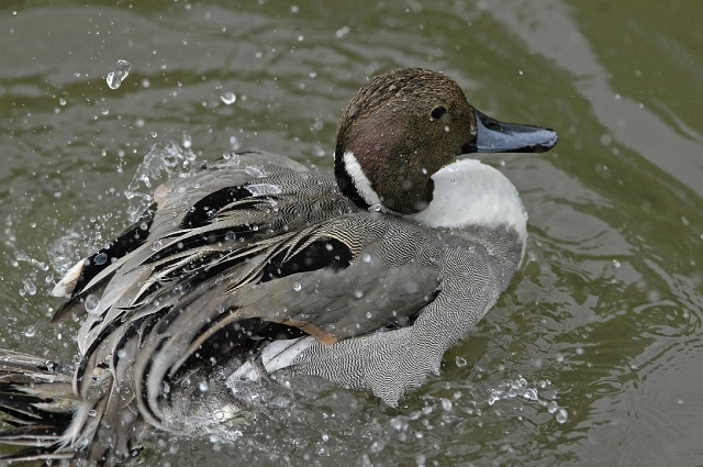 pintail, pintails, pintail duc-3.jpg - PINTAIL - GLOUCESTER - 2007